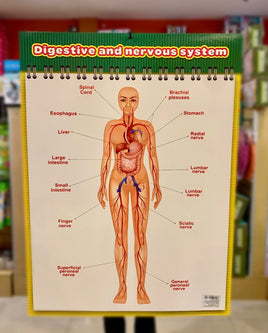 Educational Chart Nervous Sys