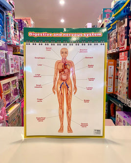 Educational Chart Nervous System FTS32774